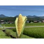 ショッピンググラビス ふるさと納税 【八ヶ岳産】スイートコーン　ともろこし　グラビス(黄色と白の粒が特徴)　4kg_野菜 とうもろこし  トウモロコシ_【配送不可地域：.. 長野県茅野市