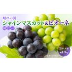 ふるさと納税 2026年 早期受付 ぶどう 晴れの国 シャインマスカット&ピオーネ 味比べ 2房（大房） 化粧箱入り 岡山県 高梁市 ブドウ 葡萄 果.. 岡山県高梁市