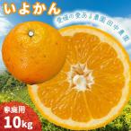 伊予柑 いよかん 約10kg
