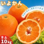 伊予柑 いよかん 約10kg