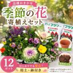 品種おまかせ 季節の花苗 12ポット 寄植え