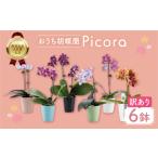 ふるさと納税 胡蝶蘭『ピコラ』 ミディ 6鉢 セット 花 鉢花 訳あり おまかせ 鉢植え 豊橋市 胡蝶蘭 ランキング 一位   愛知県豊橋市