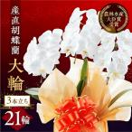 産直胡蝶蘭 ミディ 白3本立ち21輪 胡蝶蘭