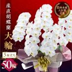 産直胡蝶蘭 大輪 白5本立ち50輪 胡蝶蘭