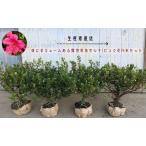 サツキ 植木 露地栽培 ピンク花 庭木