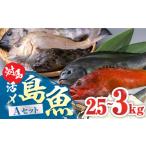 対馬 活〆 島魚セット 2.5ー3kg ブリ