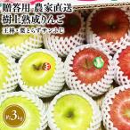 りんご 王林 葉とらずサンふじ 約3kg
