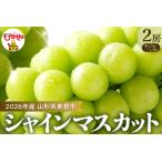 ショッピングふるさと納税 シャインマスカット ふるさと納税 【2026年 先行予約】ぶどう「シャインマスカット」2房 (約1.3kg〜1.4kg) 山形県 東根市 hi003-153　マスカット ブドウ 葡萄 フルー.. 山形県東根市