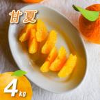 農薬不使用 甘夏 4kg