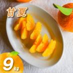 農薬不使用 甘夏 9kg