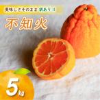 訳あり不知火 5kg