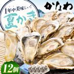 生牡蠣夏かき12個 牡蠣