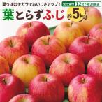 横手産 葉とらずふじ 約5kg