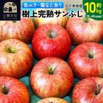 りんご 訳あり 樹上完熟 サンフジ 約10kg