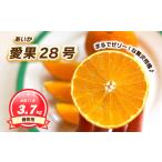 愛果28号 紅まどんな と同品種 約3.7kg
