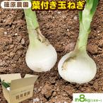 fu.... налог лист имеется шар лук порей 8kg.. сельское хозяйство . Kumamoto префектура Цу . дерево блок 