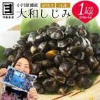 砂抜き済みで手間いらず 冷凍 小川原湖産大和しじみ1kg 250…