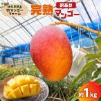 竹マンゴーファームの完熟マンゴー約1キロ
