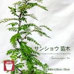 サンショウ苗木 鉢物 約30~55cm