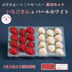2027年発送 いちご いちごさん&パールホワイト 紅白セット
