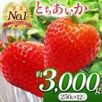 朝採れのいちご とちあいか 3000g