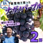 ぶどう ナガノパープル 2房 1kg