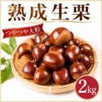 \まもなく発送開始 谷口農場の和栗 生栗 約2kg