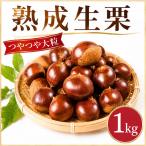 \まもなく発送開始 谷口農場の和栗 生栗 約1kg