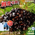 しじみ 鮮度抜群 Lサイズ2kg 生鮮 砂抜済