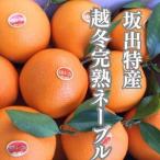 越冬完熟袋掛け ネーブル 約5kg