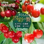 さくらんぼ四彩の贅 ~紅さやか 佐藤錦 紅秀峰