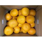 真心こめた木成り八朔 約2kg