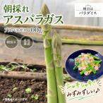 朝採れアスパラガス700g 朝採れ即発送
