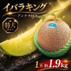 イバラキング 青肉メロン 1玉入