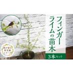 チーム田主丸 _フィンガーライム 苗木 3本