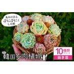 韓国多肉植物 抜き苗 アソート 10個