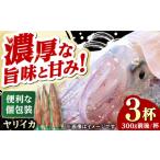 対馬産 ヤリイカ 3杯