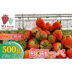 2回定期便 新鮮いちご〈品種:紅ほっぺ〉 約500g