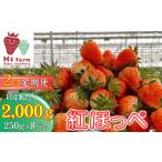 2回定期便 新鮮いちご〈品種:紅ほっぺ〉 約2kg