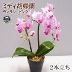 胡蝶蘭 2本立て