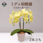 胡蝶蘭 鉢植え イエロー カーリー 2本立 花
