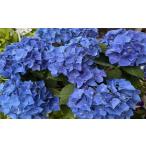 ふるさと納税 【 オンライン決済限定 】 アジサイ 鉢植え ブルー 5号 青系 花 あじさい 紫陽花 贈り物 お祝い 植物 季節 生花 フラワー ギフト .. 静岡県藤枝市