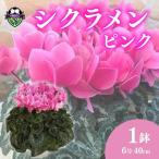 花 シクラメン 鉢植え 6号 ピンク オンライン決済