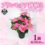 花 プリンセチア ポインセチア ピンク 系 5号