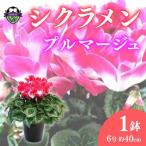 花 シクラメン 6号鉢植え花 鉢花 プルマージュ