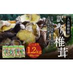 人吉球磨産 しいたけ 訳あり 業務用椎茸 300g×4袋