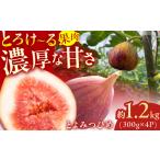 ふるさと納税 【★先行予約★ 2026年9月上旬より発送】いちじく（とよみつひめ） 約1.2kg(300g×4パック) / いちじく 無花果 イチジク[AFAB0.. 福岡県広川町