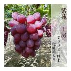 2026年秋発送 紫苑 1房 700g以上