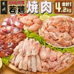 産若鶏焼肉4.2kgセット もも切身 砂肝