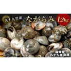 ながらみ 類 貝 幻の貝 九十九里産
